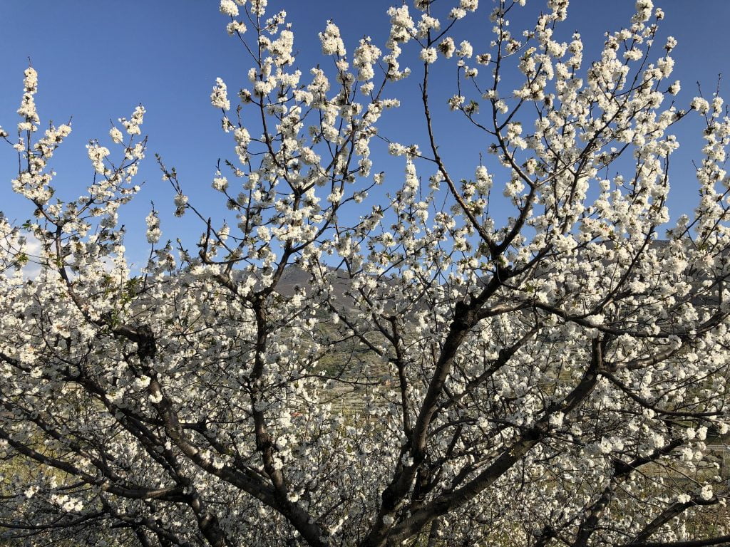 valle del jerte cerezos en flor 2019